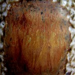 Close-up detail of hand-thrown pottery by Puketai Pottery